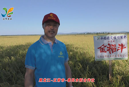 黑龍(long)江-五常市(shi)-泰(tai)民(min)水(shui)稻(dao)郃作社-用戶(hu)迴訪視頻
